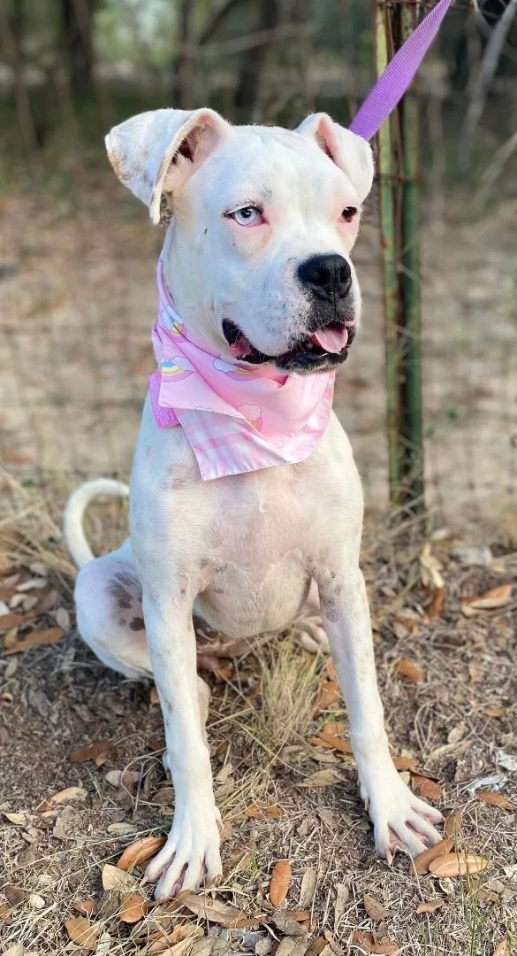 A baby large-sized female White / Cream Boxer dog named Coconut for adoption in Leming, TX