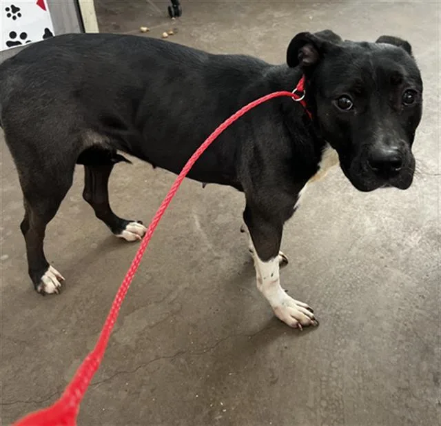 An adult large-sized female Mixed Breed dog named Paris for adoption in Dallas, TX