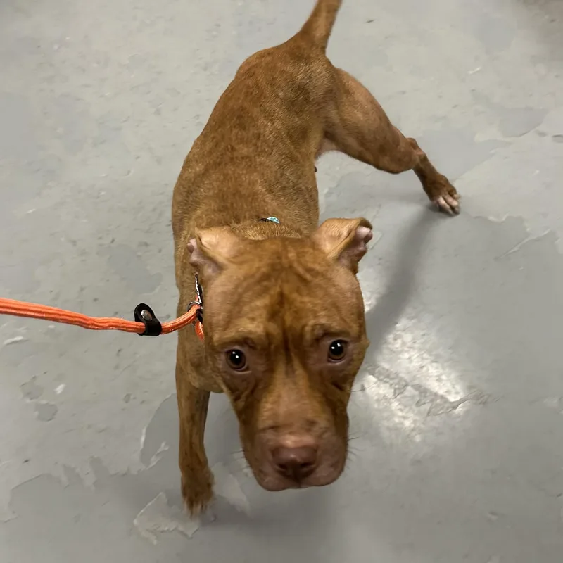 A young medium-sized female Brindle Pit Bull Terrier dog named Toaster Strudel for adoption in Naperville, IL