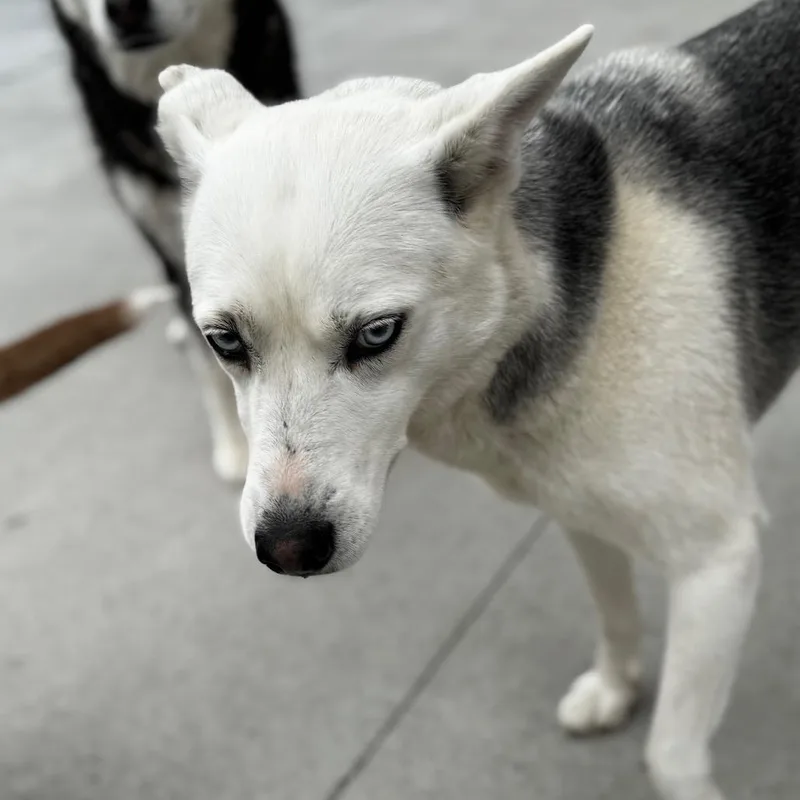 An adult medium-sized female White / Cream Husky dog named Pearl for adoption in Eufaula, OK