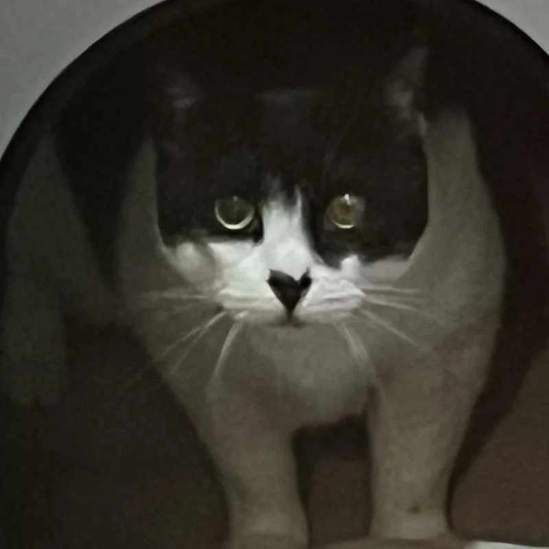 An adult large-sized female Black Domestic Short Hair cat named Violet Springs for adoption in Baltimore, MD