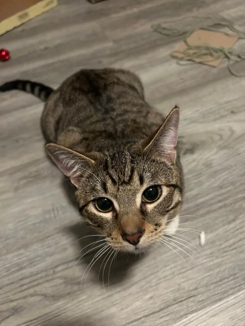 Tiger Tony thumbnail 2