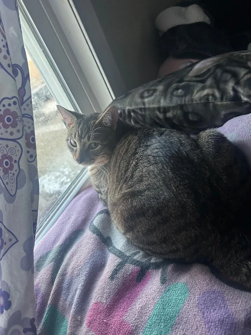 Tiger Tony thumbnail 3