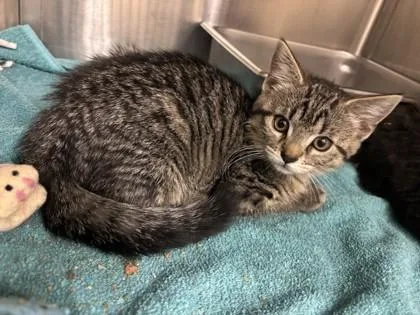 A young small-sized female Domestic Short Hair cat named Penne for adoption in Scotia, NY