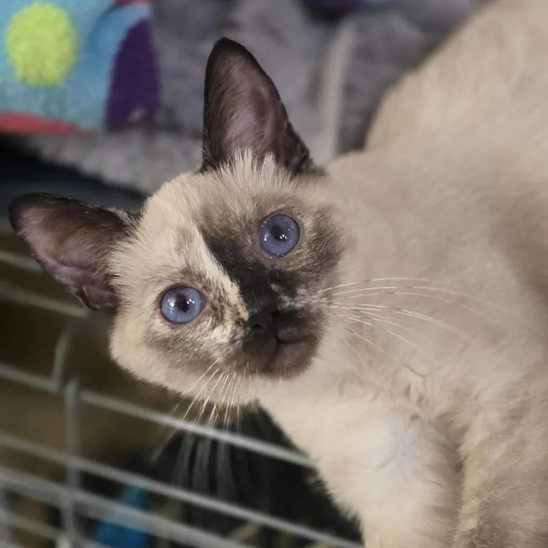 A young small-sized female Seal Point Domestic Short Hair cat named Chenoa Casper for adoption in Eagle Mountain, UT
