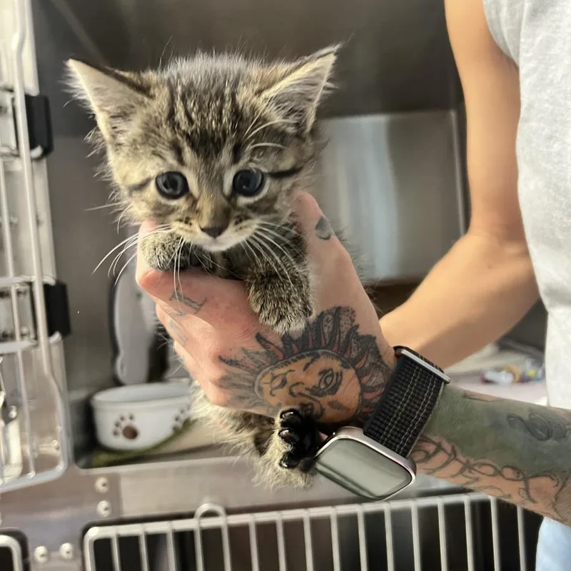 A baby small-sized female Brown / Chocolate Domestic Short Hair cat named Jeanie for adoption in Oneonta, NY