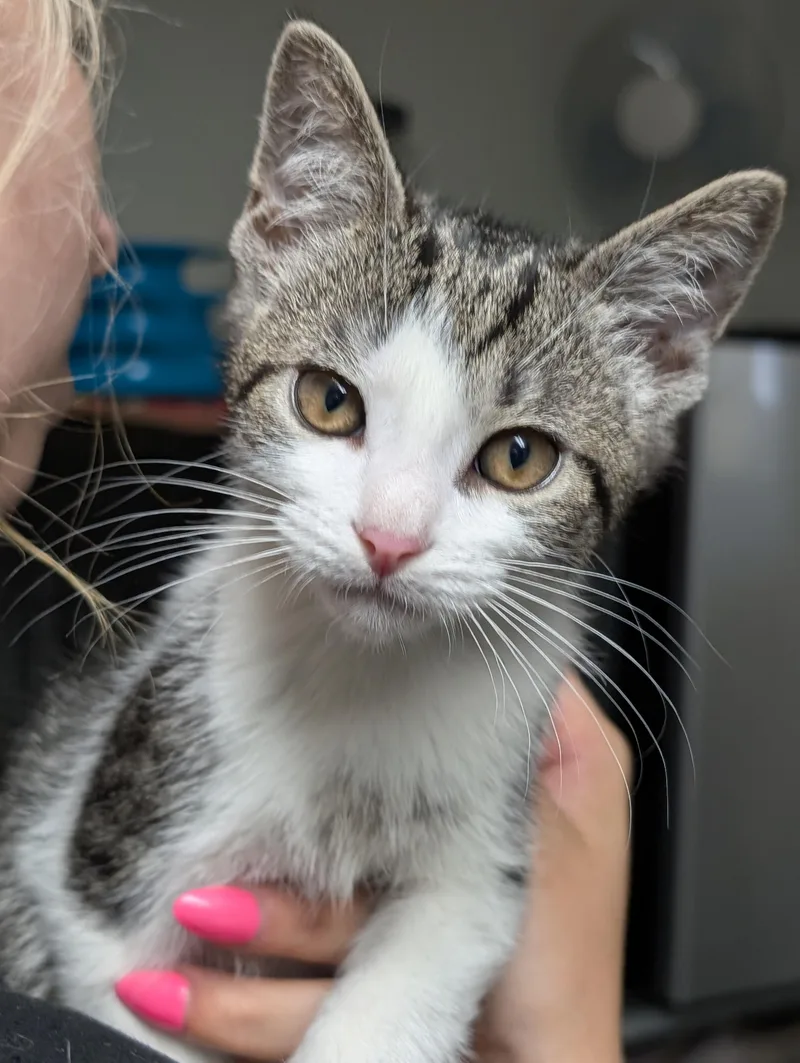 A baby medium-sized male Gray & White Domestic Short Hair cat named Andre for adoption in Tilton, IL