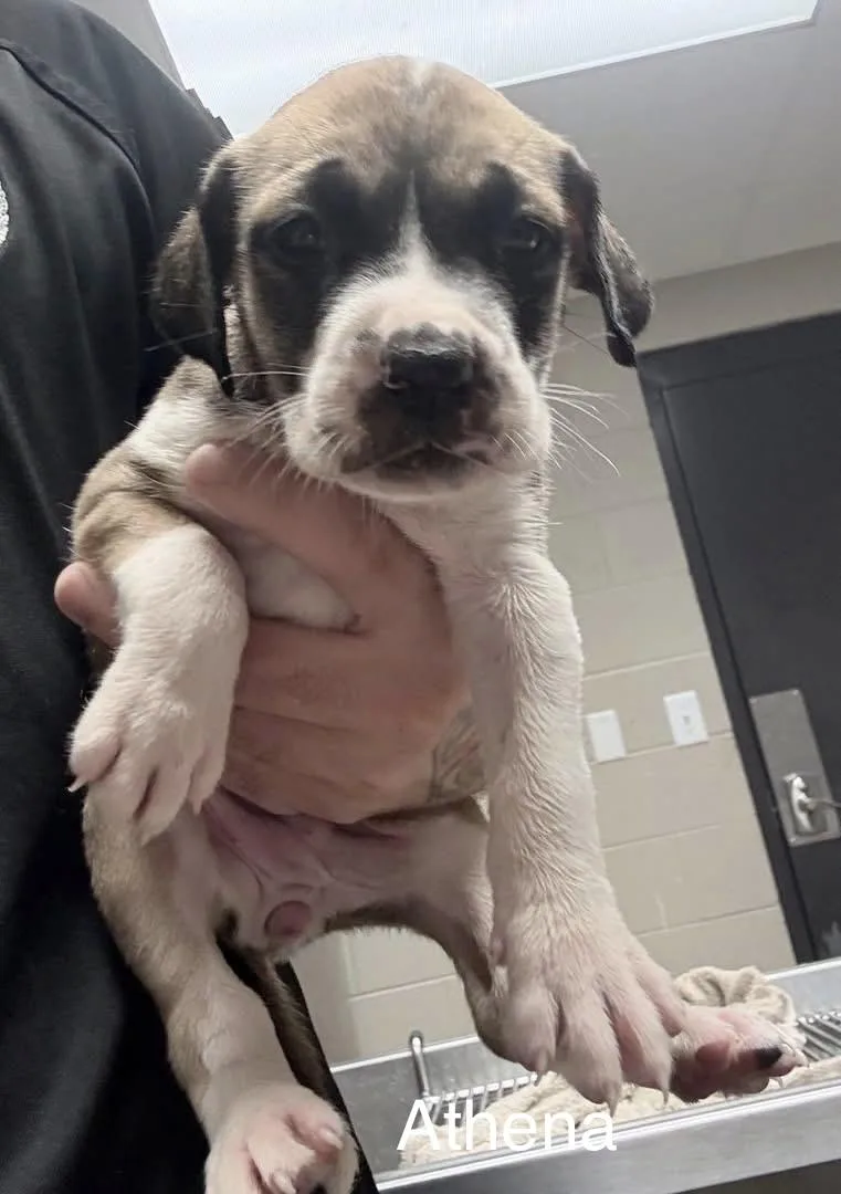 A baby medium-sized female Apricot / Beige Staffordshire Bull Terrier dog named Athena for adoption in Newfoundland, NJ
