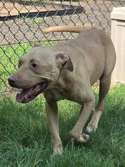 An adult medium-sized female Pit Bull Terrier dog named Eraser for adoption in Conway, SC