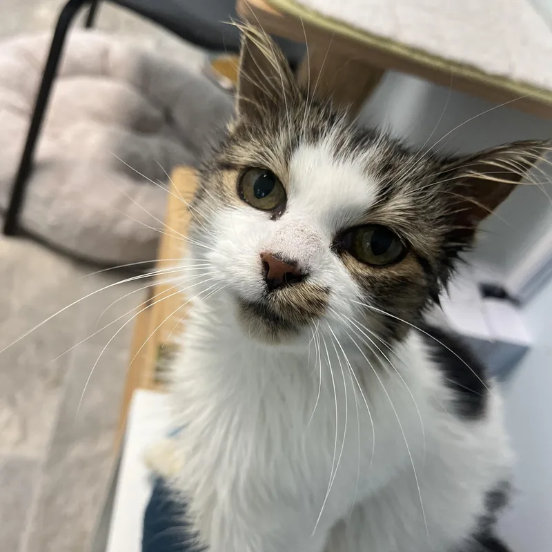 An adult medium-sized female Tabby (Brown / Chocolate) Tabby cat named Elsie Jo for adoption in Grand Rapids, MI