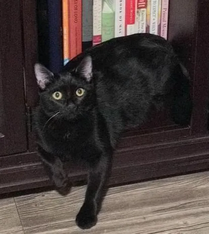 A young medium-sized female Black Domestic Short Hair cat named Lola for adoption in oceanside, CA