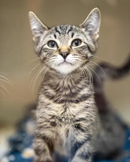 A baby small-sized male Domestic Short Hair cat named Stiles for adoption in Pequot Lakes, MN
