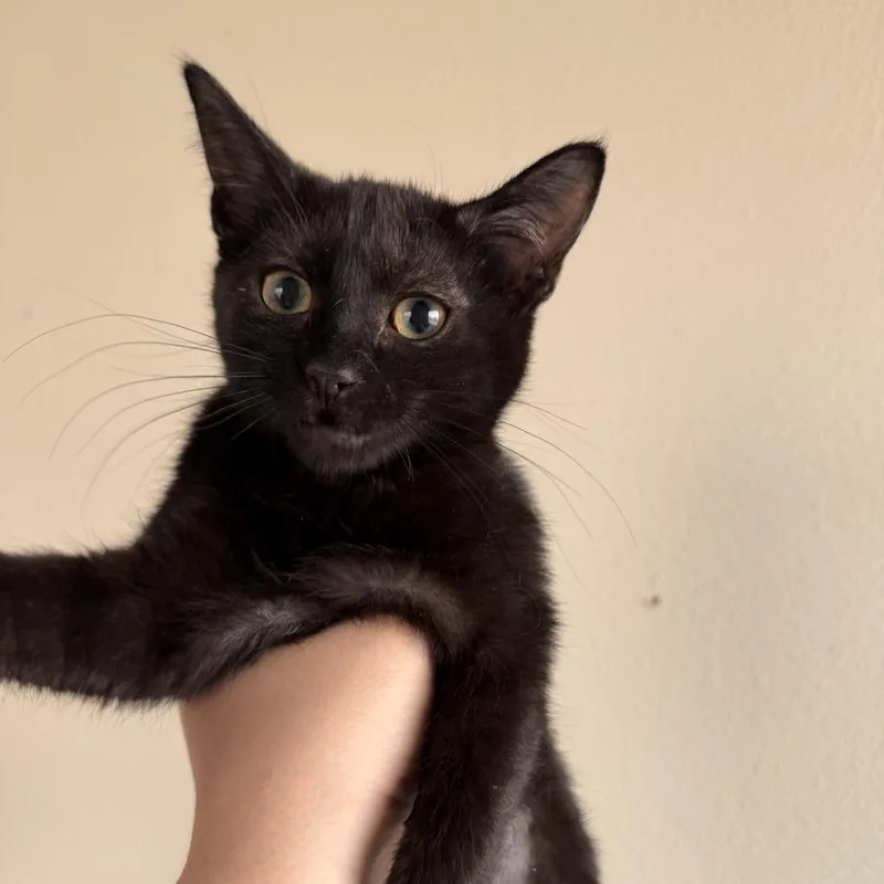 A baby small-sized female Black Domestic Short Hair cat named Dahlia for adoption in Las Vegas, NV