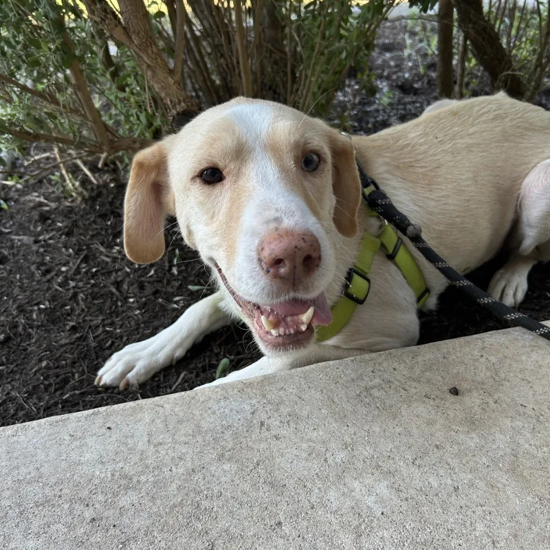 An adult medium-sized female Yellow / Tan / Blond / Fawn Labrador Retriever dog named Bagel for adoption in Bastrop, TX