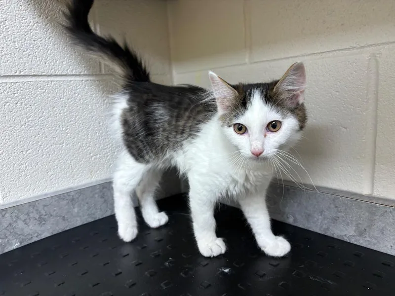 A baby medium-sized male Domestic Long Hair cat named Ivo AC for adoption in Greeneville, TN