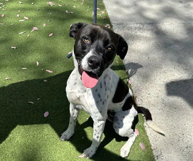 A young large-sized female English Pointer dog named Maggie for adoption in Baldwin Park, CA