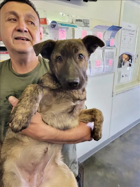 An adult medium-sized female German Shepherd Dog dog named Canela for adoption in Los Angeles, CA