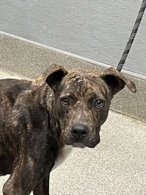 An adult medium-sized female Pit Bull Terrier dog named Ella for adoption in Las Vegas, NV