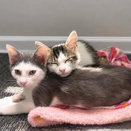 A young medium-sized male Domestic Short Hair cat named Chonkasaurus Kershaw needs for adoption in Hudson, MA