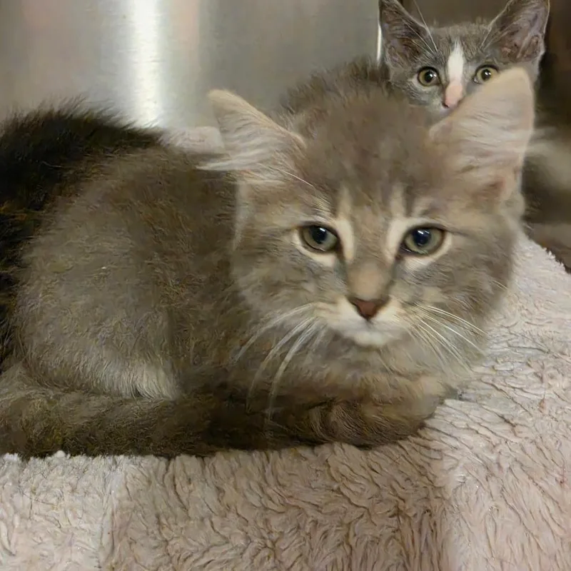A baby small-sized male Gray / Blue / Silver Domestic Long Hair cat named Littlefoot for adoption in Tipton, IN