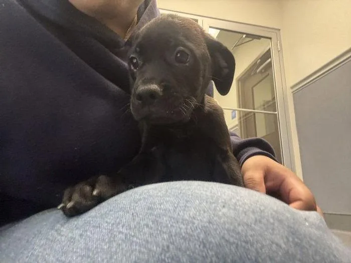 A young medium-sized male Mixed Breed dog named Wyck for adoption in Hilton Head Island, SC