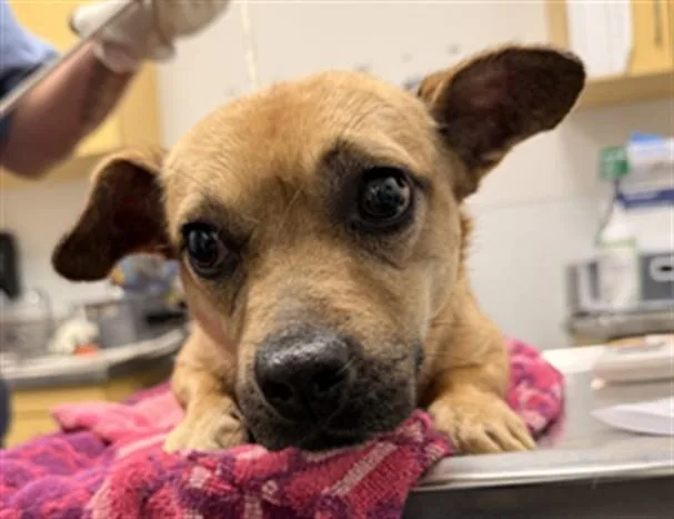 A young small-sized female Chihuahua dog named Luna for adoption in Los Angeles, CA