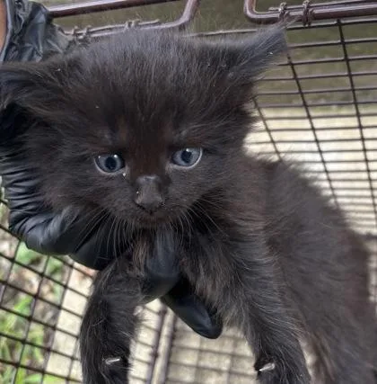 A baby small-sized male Domestic Short Hair cat named Dicki for adoption in West Chester, PA