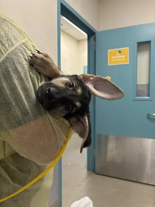 A baby small-sized male German Shepherd Dog dog named Dumbo for adoption in Las Vegas, NV