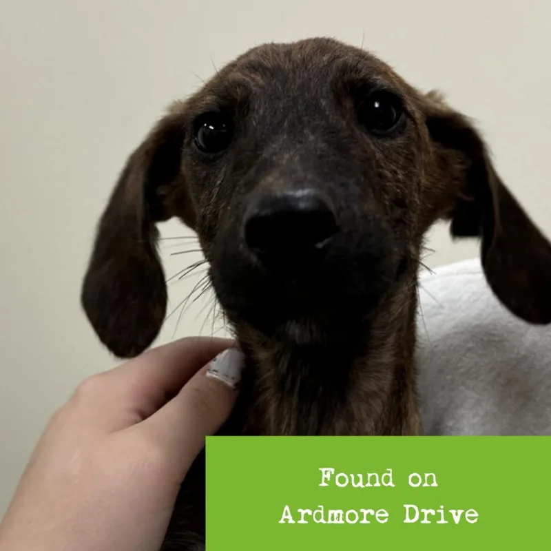 Dobby thumbnail 3