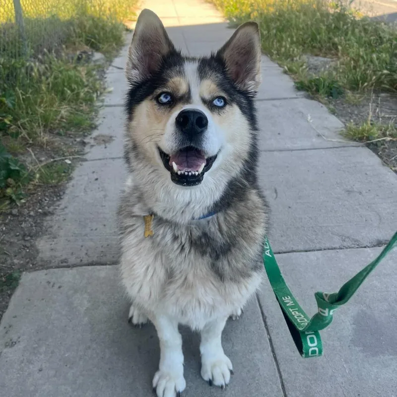 A senior large-sized female Brown / Chocolate Husky dog named Daisy for adoption in Point Richmond, CA