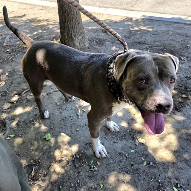 A young large-sized male Pit Bull Terrier dog named Brutus for adoption in Long Beach, CA