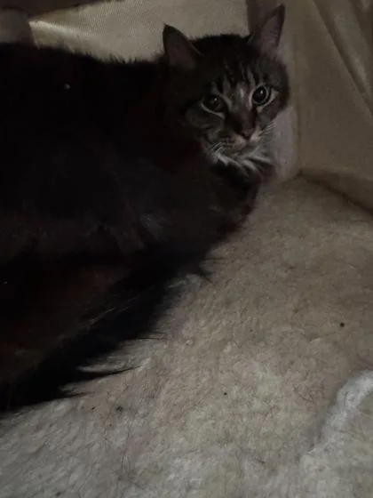 An adult medium-sized male Domestic Long Hair cat named Ricochet for adoption in Sevierville, TN