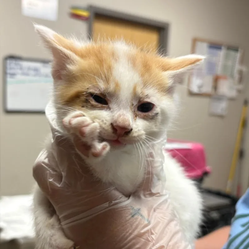 A baby small-sized male White Domestic Short Hair cat named Jiffy U for adoption in Tupelo, MS