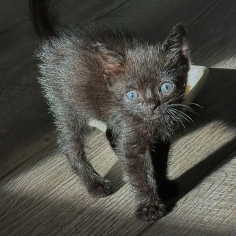 A baby small-sized male Black Domestic Short Hair cat named Farrusco for adoption in Orlando, FL