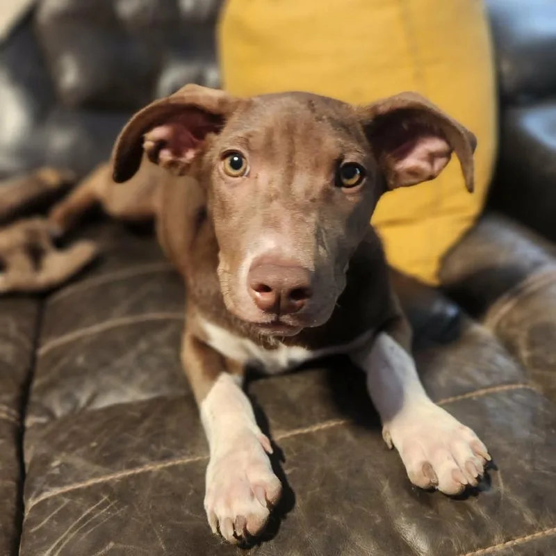 A baby medium-sized female Brown / Chocolate Dachshund dog named Cece Al for adoption in Austin, TX