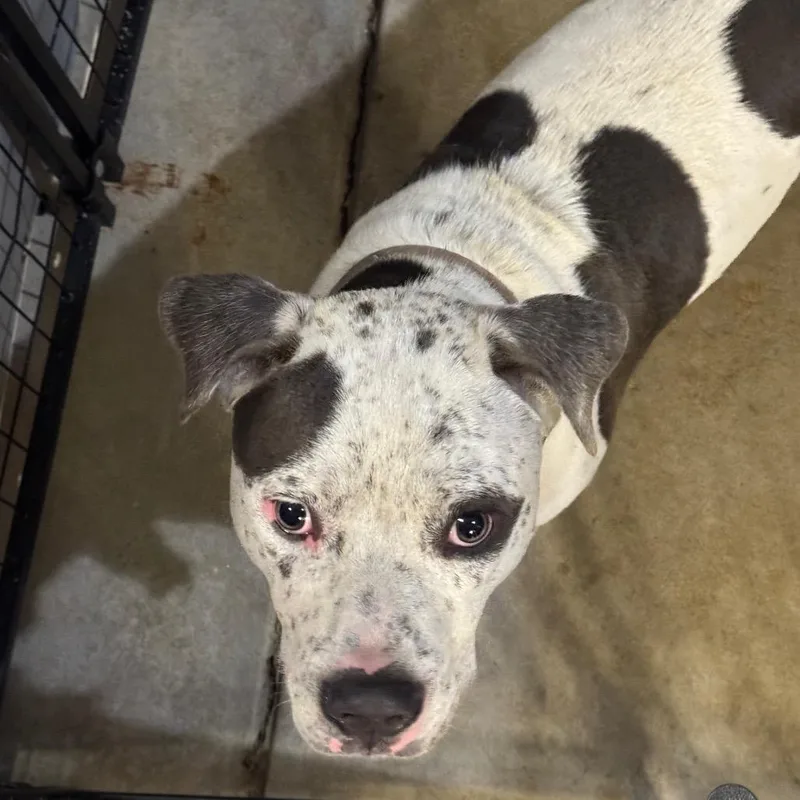 An adult medium-sized male Pit Bull Terrier dog named Conner for adoption in Birmingham, AL
