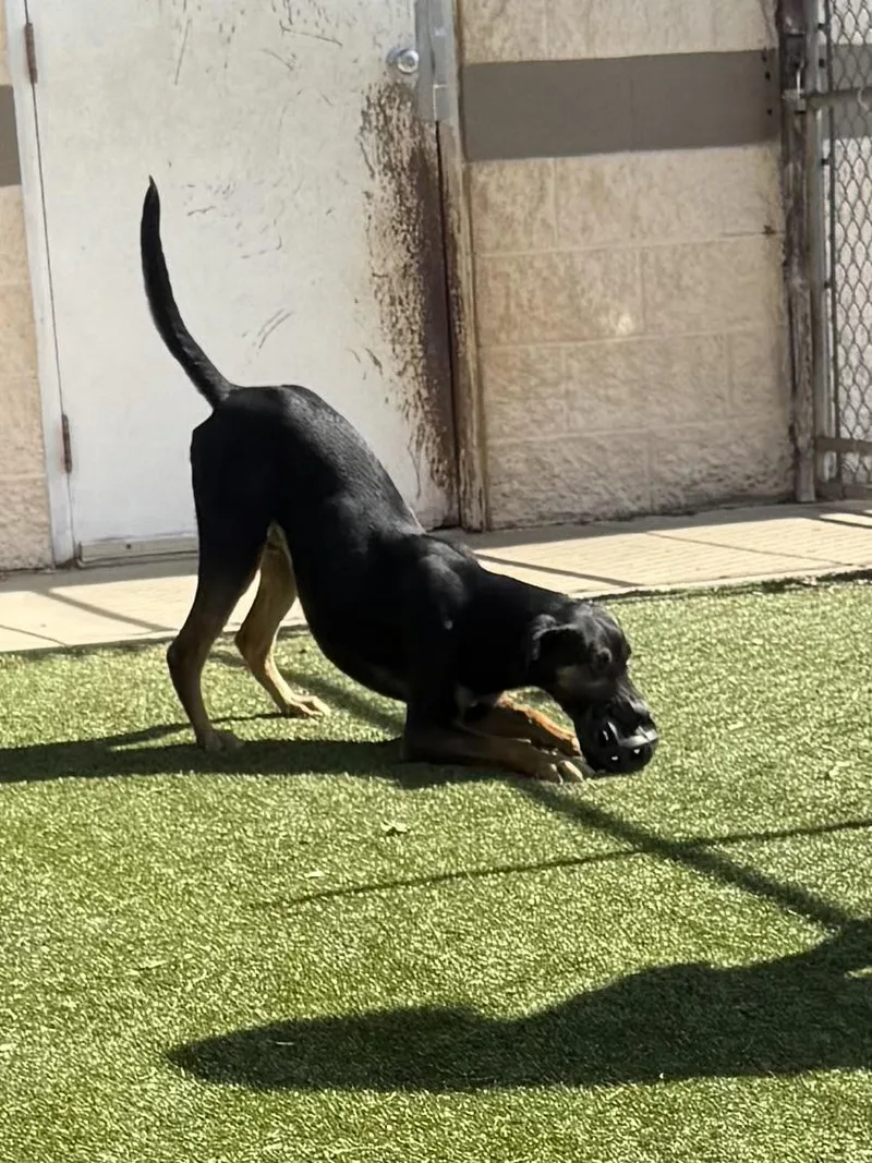 Goob ~ A Fun thumbnail 2