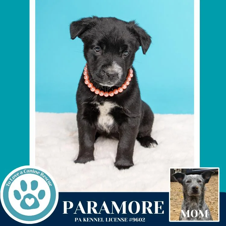 Paramore thumbnail 2