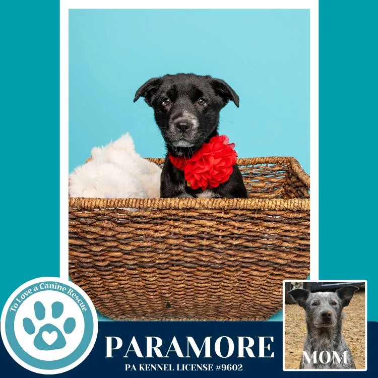 Paramore thumbnail 3