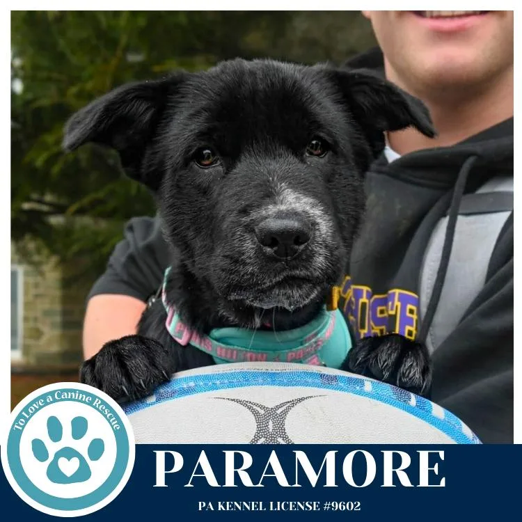 Paramore thumbnail 5