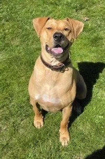 A young extra large-sized male Labrador Retriever dog named Xp Micah for adoption in Boonton, NJ