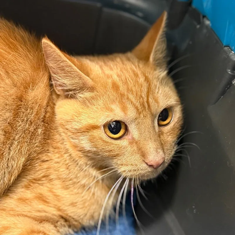 A young small-sized male Orange / Red Domestic Short Hair cat named Derek for adoption in Winston-Salem, NC