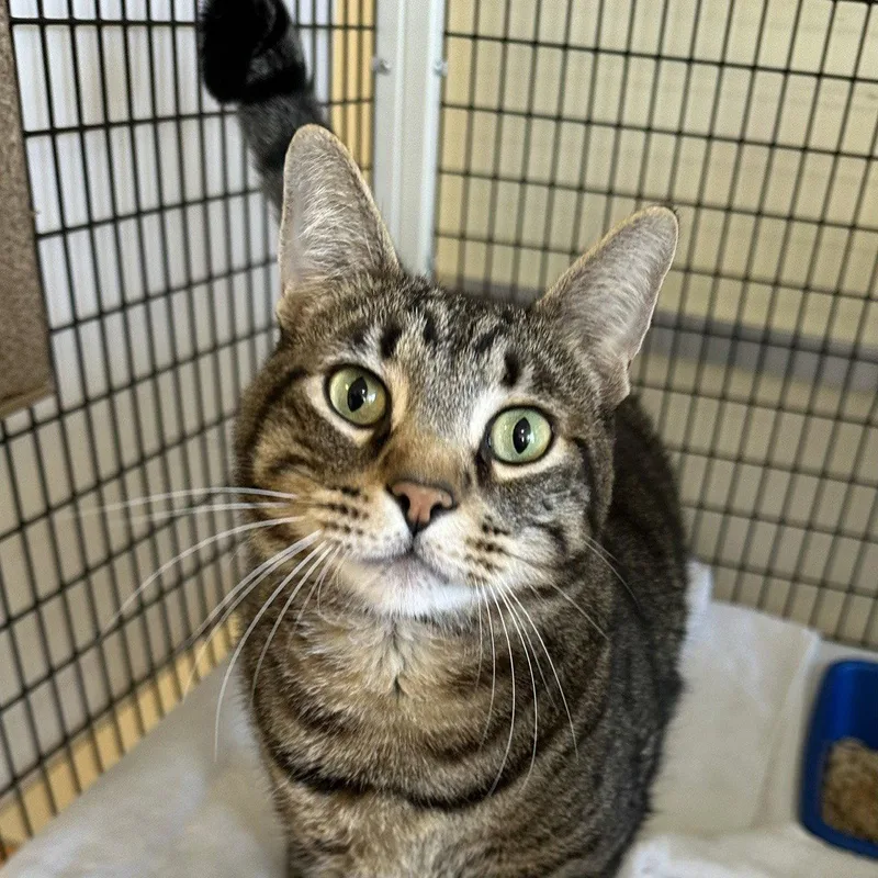 An adult large-sized male Domestic Short Hair cat named Neron for adoption in Burlingame, CA