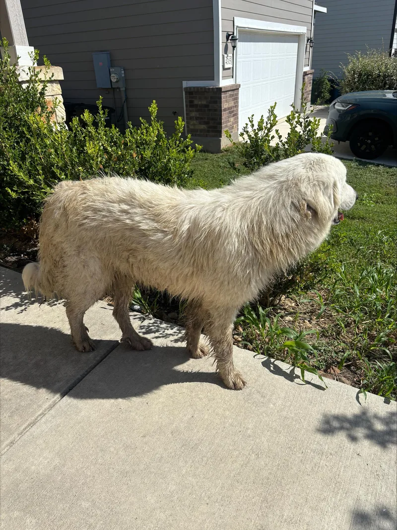 An adult extra large-sized male Great Pyrenees dog named Dougly Doug SAT for adoption in Quinlan, TX