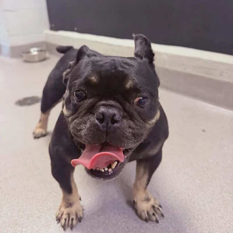 An adult medium-sized female Tricolor (Brown, Black, & White) French Bulldog dog named Mochi for adoption in Tylertown, MS