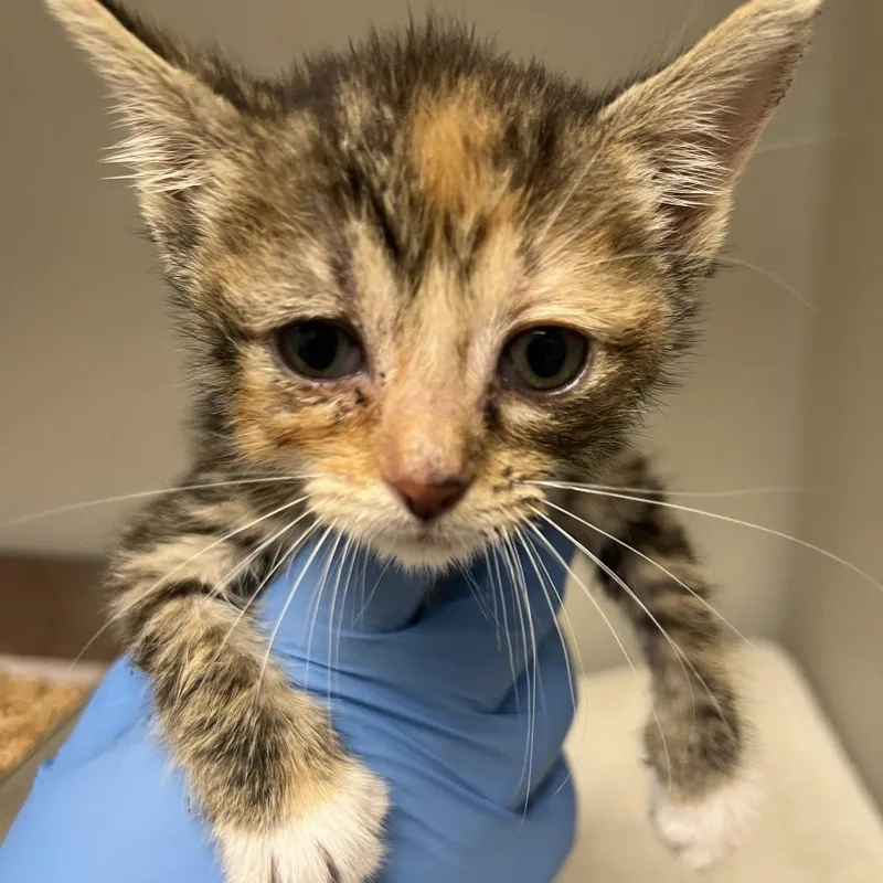 A baby small-sized female Brown / Chocolate Domestic Short Hair cat named 71414 for adoption in Harrisonburg, VA