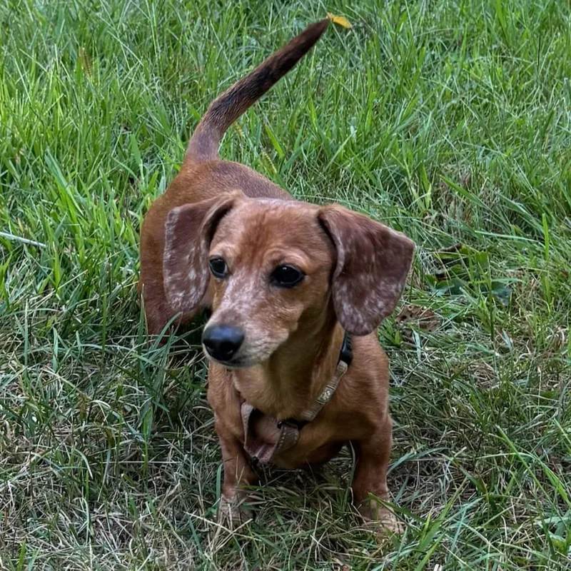 Chase Maci