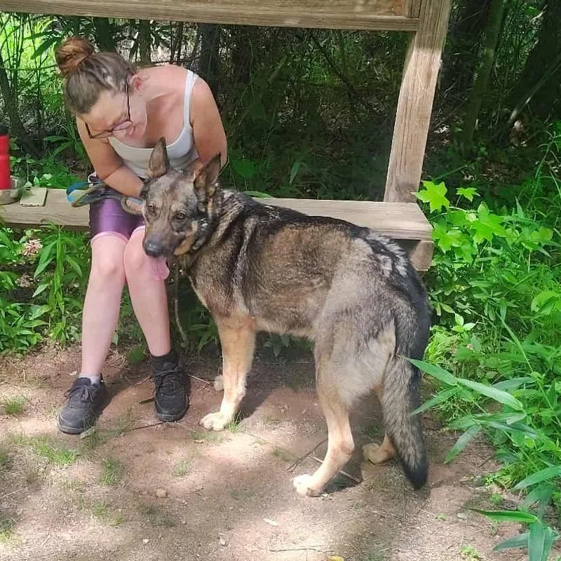An adult large-sized female Black German Shepherd Dog dog named Lady for adoption in Hope Mills, NC