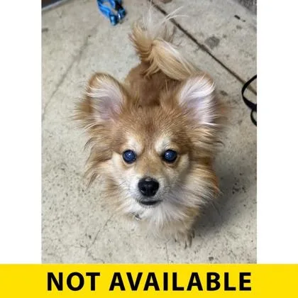 A young small-sized male Pomeranian dog named Fennec for adoption in Eugene, OR