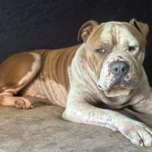 A young large-sized male Bicolor Pit Bull Terrier dog named Rudy for adoption in Edmond, OK
